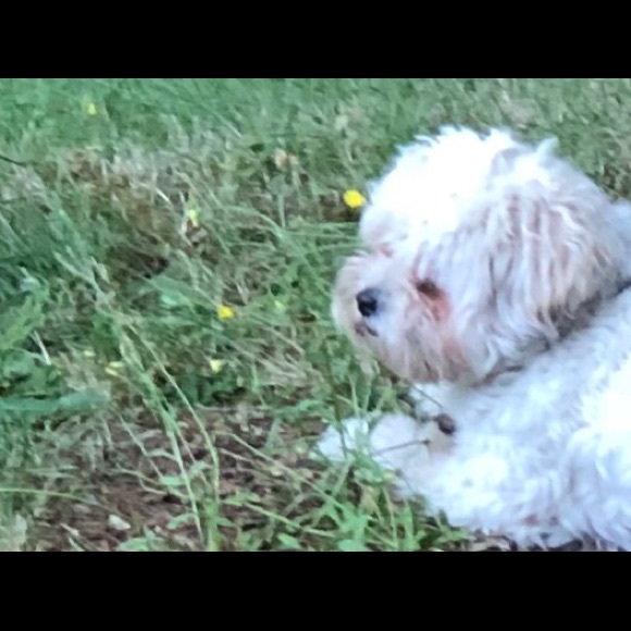 Meet your Posher, Wesley - Picture 5 of 6